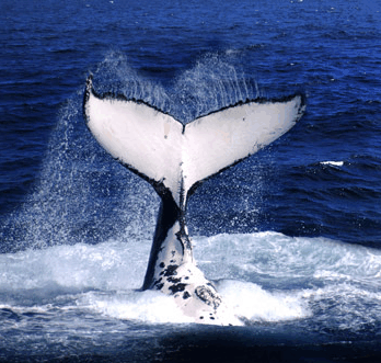 Brisbane Whale Watching - Winery Find