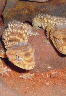 Armadale Reptile & Wildlife Centre - Winery Find 1