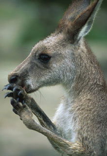 Armadale Reptile & Wildlife Centre - Winery Find 2