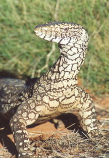 Armadale Reptile & Wildlife Centre - Winery Find 3
