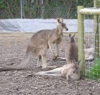 Jirrahlinga Koala  Wildlife Sanctuary - Winery Find