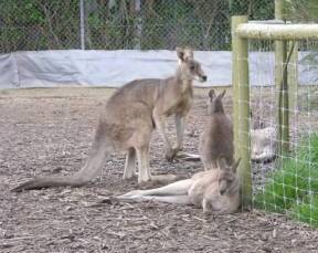 Jirrahlinga Koala & Wildlife Sanctuary - Winery Find 0