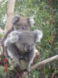 Jirrahlinga Koala & Wildlife Sanctuary - Winery Find 1
