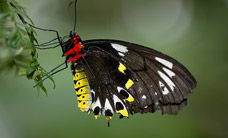 Melbourne Zoo - Winery Find 2