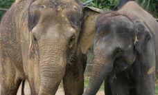 Melbourne Zoo - Winery Find 3