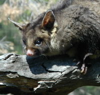 Moonlit Sanctuary Wildlife Conservation Park - Winery Find