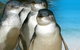Phillip Island Penguin Parade - thumb 0