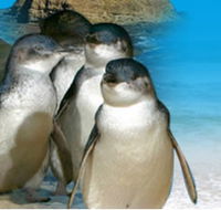Phillip Island Penguin Parade - Winery Find