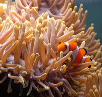 Reef HQ Great Barrier Reef Aquarium - Winery Find