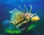 Underwater World - Winery Find 0
