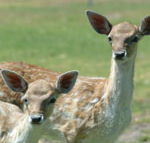 Marapana Wildlife Park - Winery Find