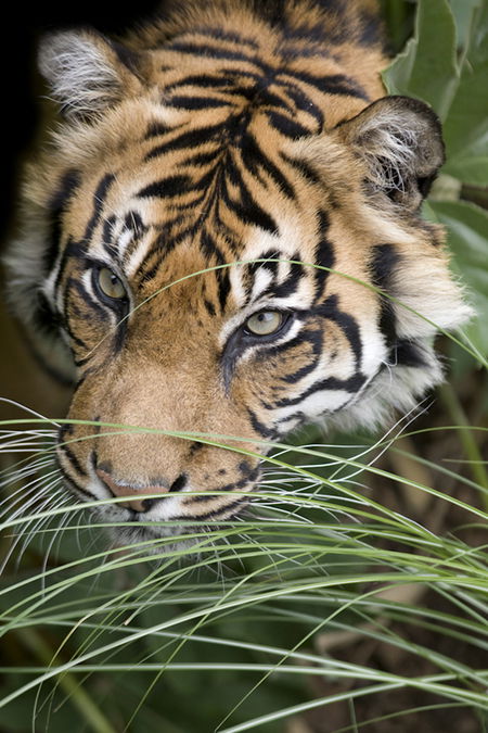 Adelaide Zoo - Winery Find 1