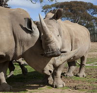 Monarto Zoo - Winery Find
