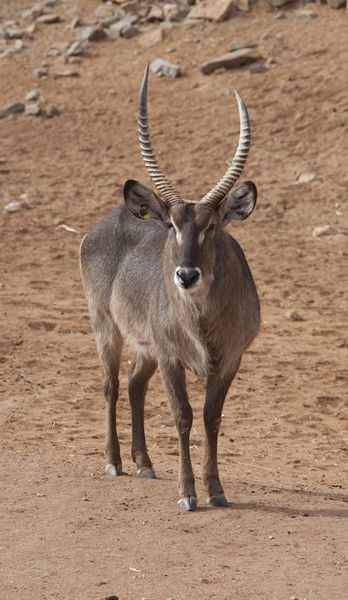 Monarto Zoo - Winery Find 1