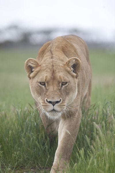 Monarto Zoo - Winery Find 2