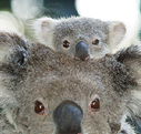 Billabong Koala and Wildlife Park - Winery Find