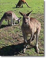 OZe Wildlife - Winery Find 1