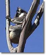 OZe Wildlife - Winery Find 2
