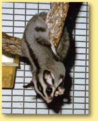 OZe Wildlife - Winery Find 3