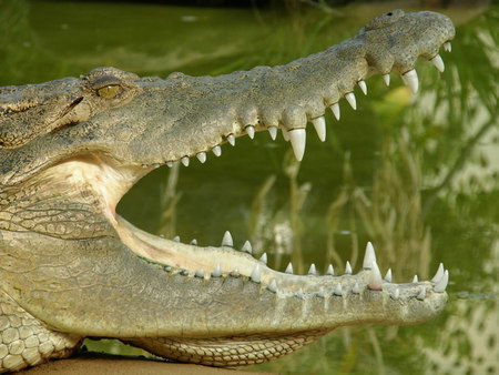 Dundee's Wildlife Park - Winery Find 1