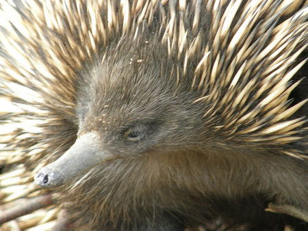Dundee's Wildlife Park - Winery Find 3