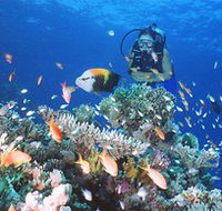 Drop Zone Dive Site - Winery Find