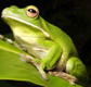 The Rainforest Habitat - Winery Find