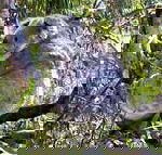 Koala Conservation Centre - Winery Find