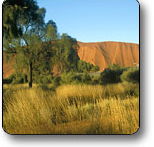 Uluru - Kata Tjuta National Park - Winery Find