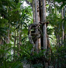 Rainforest Skywalk - Winery Find 3