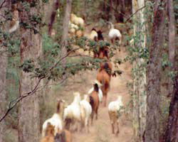 High Country Horses - Winery Find 2
