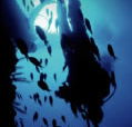Scuba World - Winery Find
