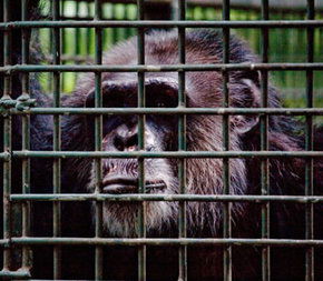 Rockhampton Zoo - Winery Find 0