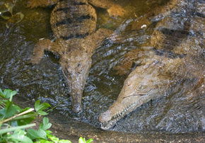 Rockhampton Zoo - Winery Find 1