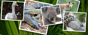 Rockhampton Zoo - Winery Find 2