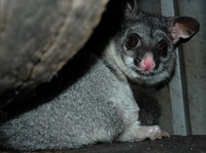 Bunbury Wildlife Park - Winery Find 2
