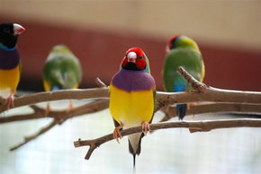 Kyabram Fauna Park - Winery Find 1