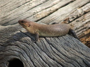 Kyabram Fauna Park - Winery Find 2