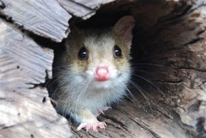 Kyabram Fauna Park - Winery Find 3