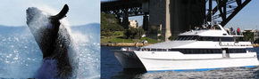 Prestige Harbour Cruises - Winery Find 3