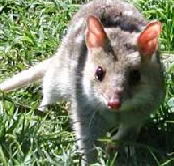 Urimbirra Wildlife Park - Winery Find