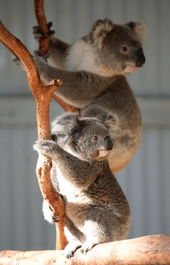 Waterways Wildlife Park - Winery Find 1
