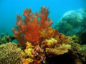 Three Islands Whale Shark Dive - Winery Find 0