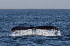Three Islands Whale Shark Dive - Winery Find 1