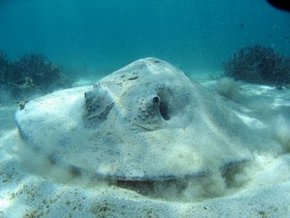 Three Islands Whale Shark Dive - Winery Find 2