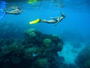 Three Islands Whale Shark Dive - Winery Find 3