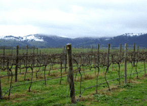Kinloch Wines - Winery Find