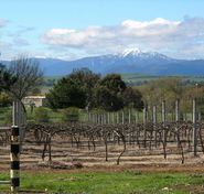 Buller View Wines - Winery Find