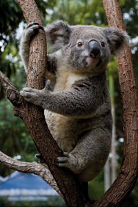 Currumbin Wildlife Sanctuary - Winery Find 1