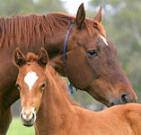 Blue Gum Farm - Winery Find